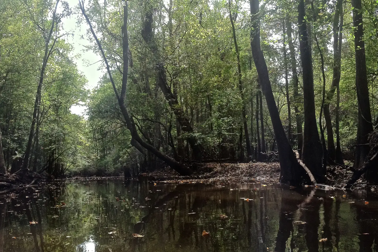 Bottomland hardwood forest reflected in the still water of a South Carolina creek.