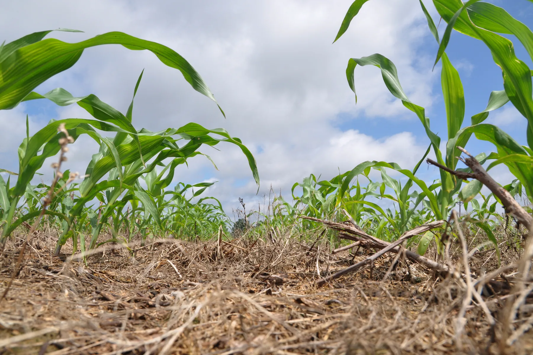 Young corn grows up through the residue of a cover crop on a South Carolina farm.