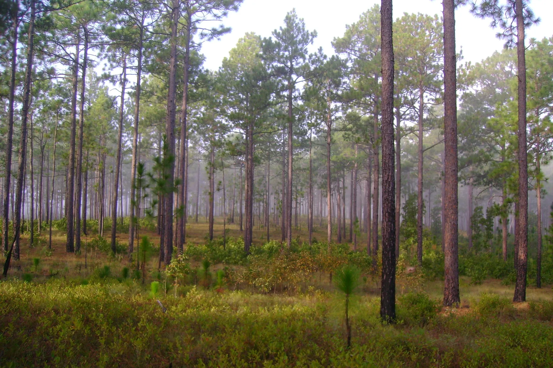 A mature open stand of longleaf pine with young pines growing in the understory.