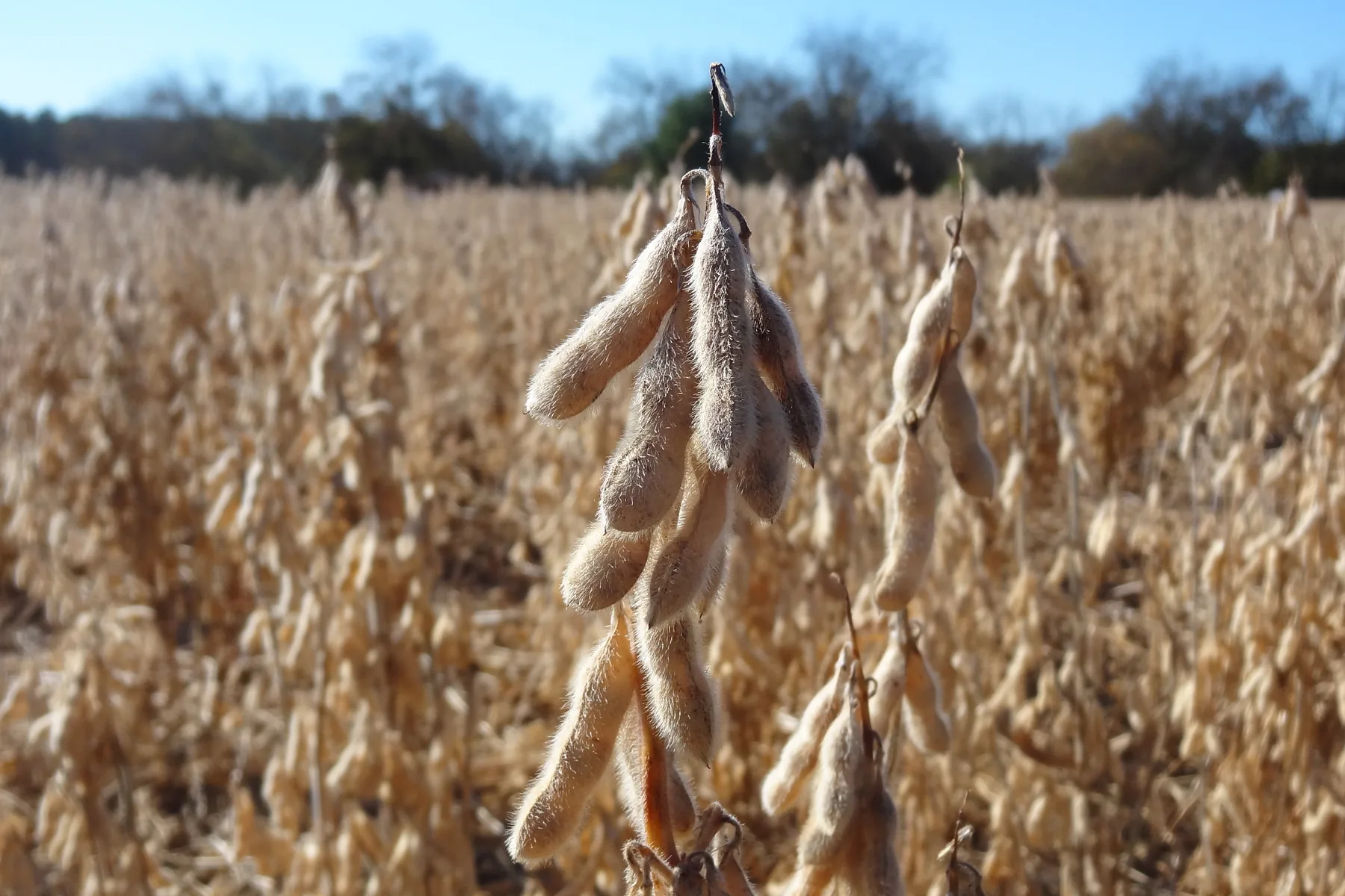 Soybean pods ripen across an open South Carolina field at harvest time.